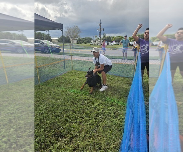 Medium Photo #28  Breeder Profile in FORT LAUDERDALE, FL, USA