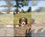 Small Photo #5  Breeder Profile in WILLS POINT, TX, USA