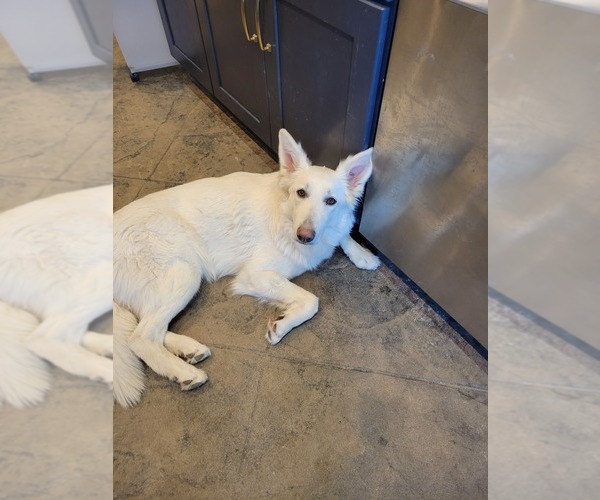 Medium Photo #1  Breeder Profile in QUEEN CREEK, AZ, USA