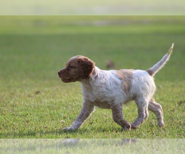 Medium Photo #41  Breeder Profile in HORTENSE, GA, USA