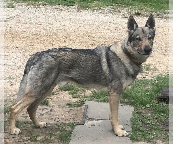 Medium Photo #4  Breeder Profile in MIDDLETON, TN, USA