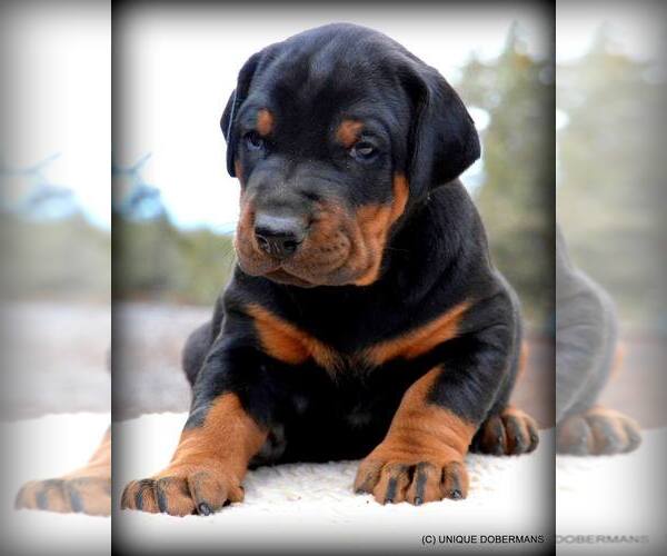 Medium Photo #12  Breeder Profile in FRUITA, CO, USA