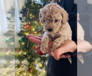 Doodle-Poodle (Miniature) Mix Dog Breeder near PAW PAW, MI, USA