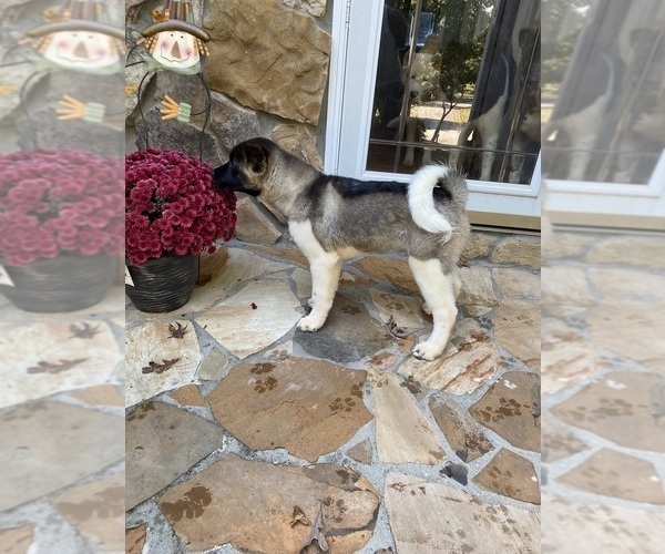 Medium Photo #89  Breeder Profile in MCDONOUGH, GA, USA