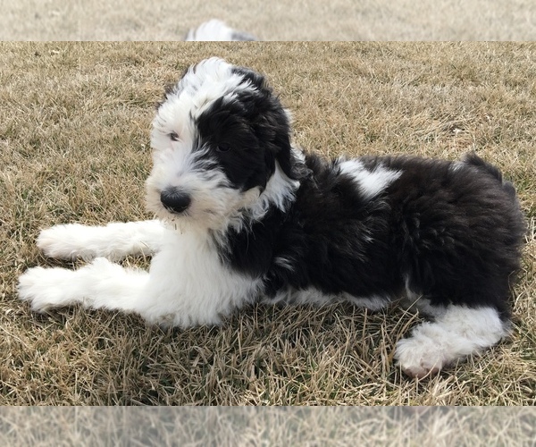 Medium Photo #1  Breeder Profile in GRANT CITY, MO, USA