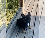 Small #26 Breeder Profile image