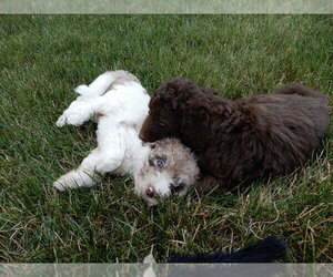 Labradoodle Dog Breeder near MILLERSBURG, OH, USA