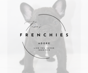 French Bulldog Dog Breeder near CONCORD, CA, USA
