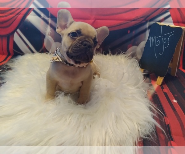 Medium Photo #1  Breeder Profile in LAKEWOOD, WA, USA