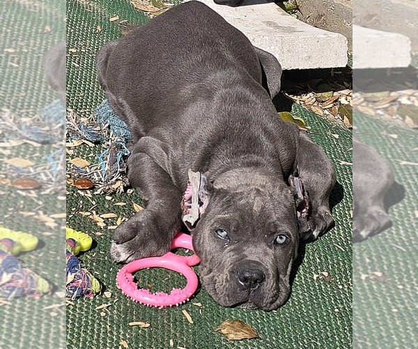 Medium Photo #5  Breeder Profile in SPRING HILL, FL, USA