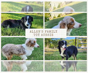 Miniature Australian Shepherd Dog Breeder near LEXINGTON, TX, USA