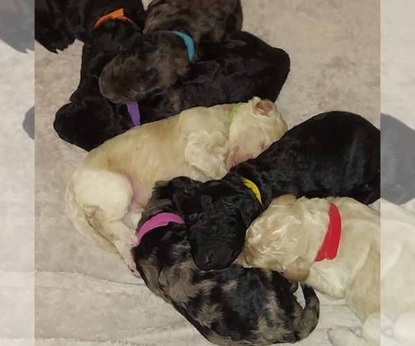 Medium Photo #1  Breeder Profile in DELTONA, FL, USA