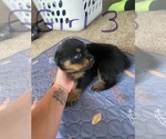 Small #24 Breeder Profile image