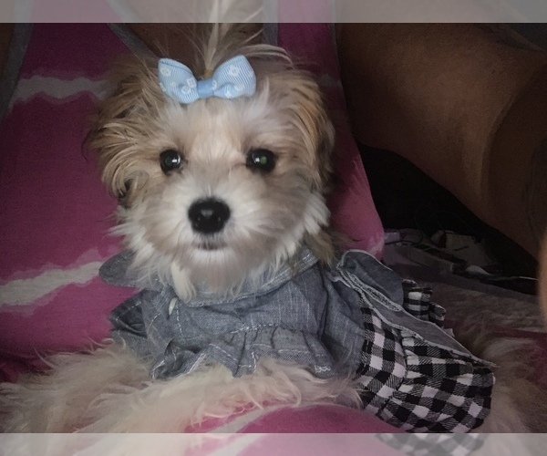 Medium Photo #1  Breeder Profile in PHILA, PA, USA