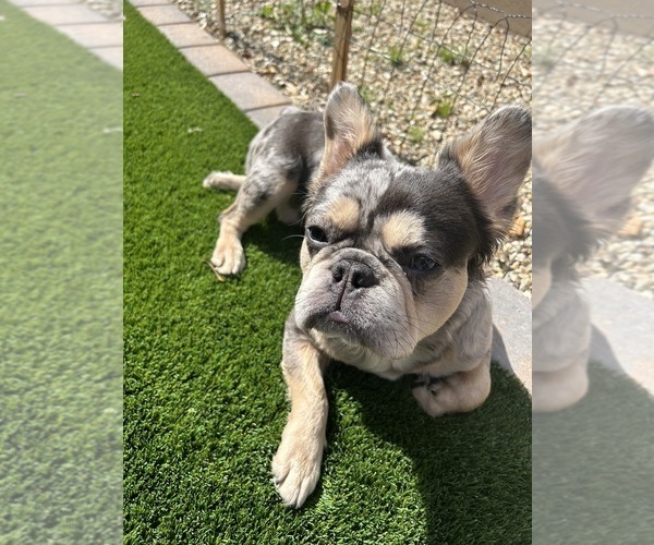 Medium Photo #1  Breeder Profile in GOODYEAR, AZ, USA