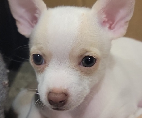 Medium Photo #5  Breeder Profile in ISLETON, CA, USA