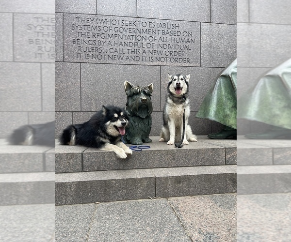 Medium Photo #41  Breeder Profile in FREDERICK, MD, USA