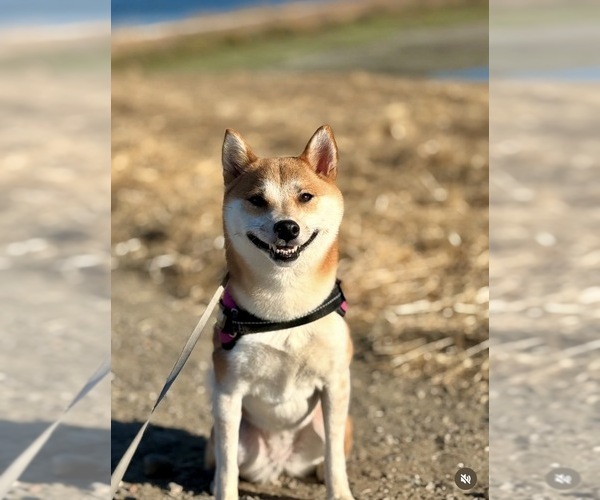 Medium Photo #4  Breeder Profile in CHULA VISTA, CA, USA