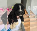 Small #33 Breeder Profile image