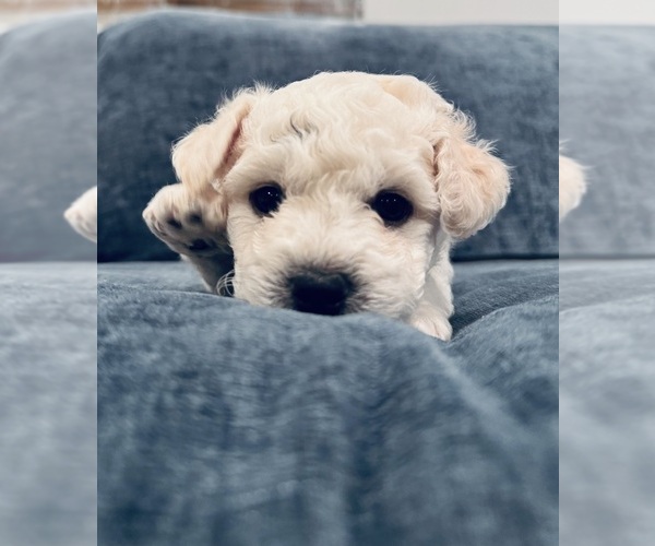 Medium Photo #6  Breeder Profile in WARE, MA, USA