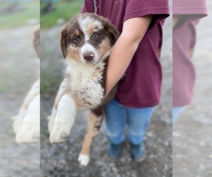 Australian Shepherd Dog Breeder near LISBON, OH, USA