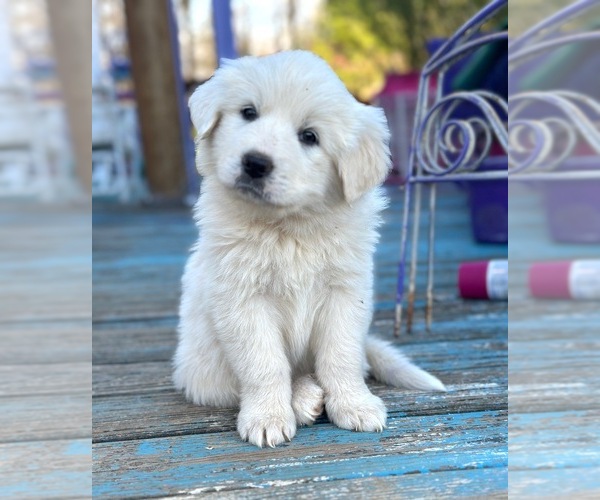 Medium Photo #1  Breeder Profile in LEBANON, TN, USA