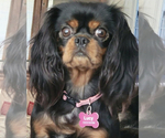 Small #7 Breeder Profile image