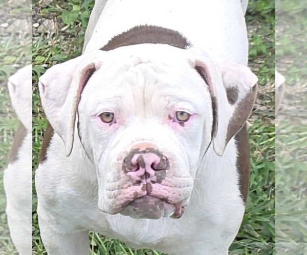 Medium Photo #20  Breeder Profile in JASPER, GA, USA
