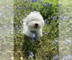 Havanese Dog Breeder in PEARLAND,  USA