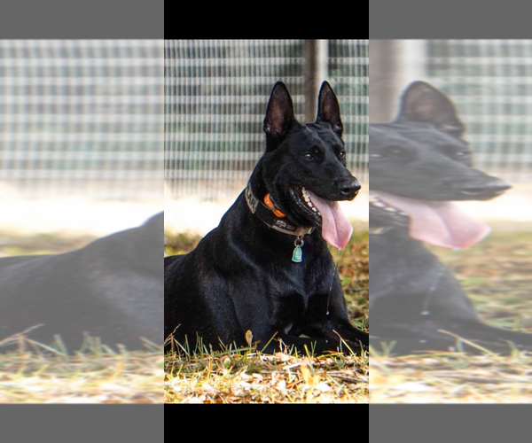 Medium Photo #1  Breeder Profile in AIKEN, SC, USA