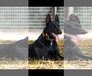 Belgian Malinois Dog Breeder near AIKEN, SC, USA