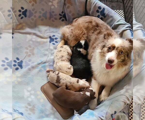 Medium Photo #1  Breeder Profile in GREENVILLE, MI, USA