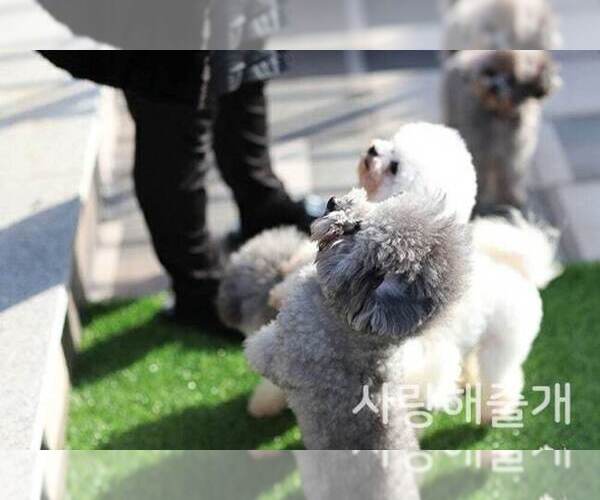 Medium Photo #6  Breeder Profile in Uijeongbu-si, Gyeonggi-do, Korea, South