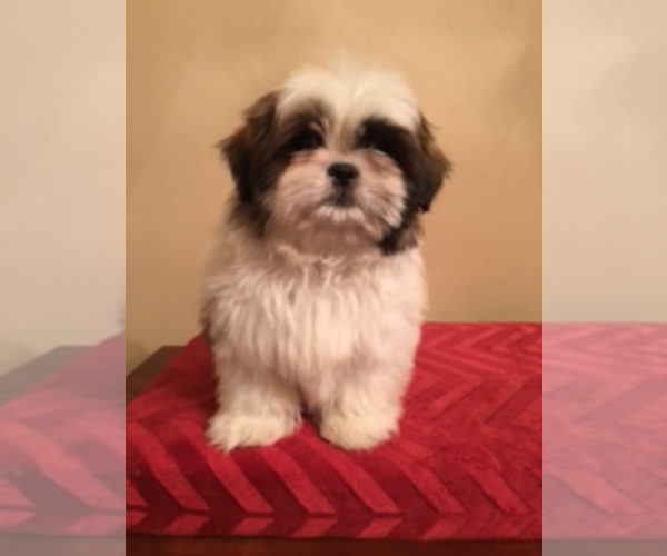Medium Photo #1  Breeder Profile in HAMPSHIRE, IL, USA