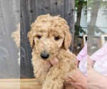 Small #2 Breeder Profile image