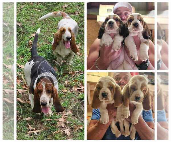 Medium Photo #11  Breeder Profile in CAMERON, OK, USA