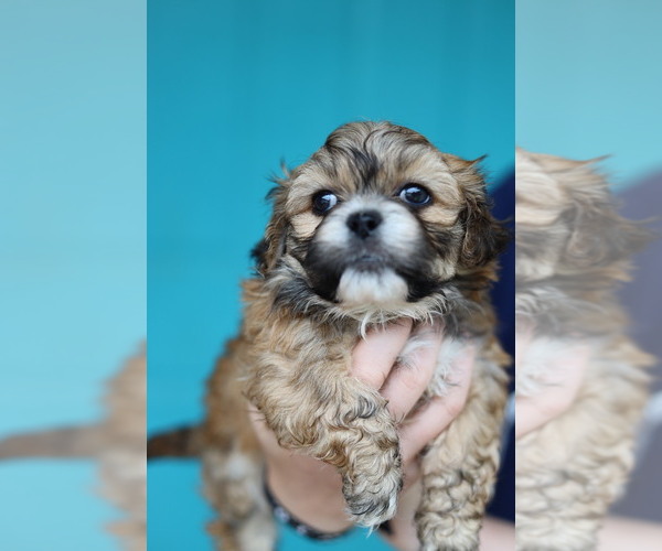 Medium Photo #5  Breeder Profile in HOUSE SPRINGS, MO, USA