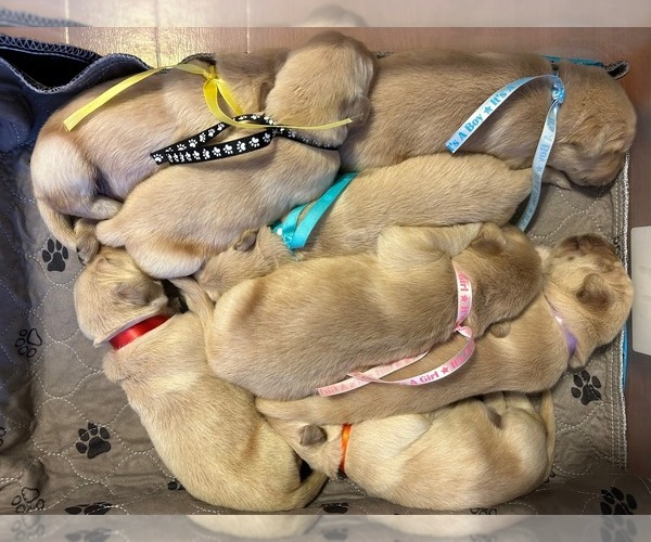 Medium Photo #6  Breeder Profile in LECANTO, FL, USA