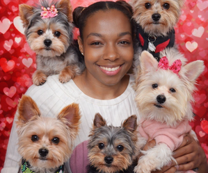 Yorkshire Terrier Dog Breeder near ATLANTA, GA, USA