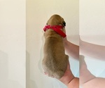 Small #18 Breeder Profile image