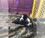 Small #2 Breeder Profile image