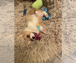 Small breeder photo