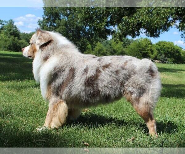 Medium Photo #3  Breeder Profile in MONTICELLO, SC, USA