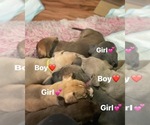 Small breeder photo