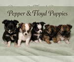 Small #12 Breeder Profile image