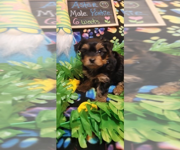 Medium Photo #206  Breeder Profile in AKRON, OH, USA