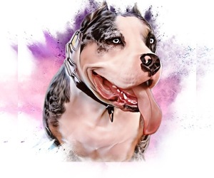 American Bully Dog Breeder near HILLSBORO, OR, USA