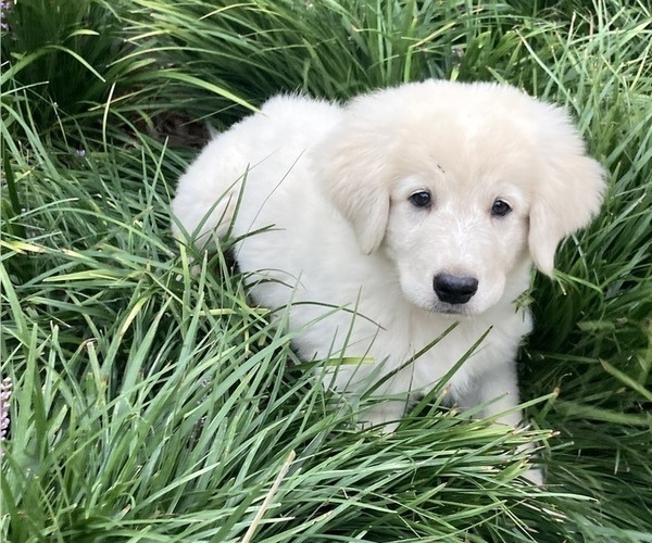 Medium Photo #3  Breeder Profile in LECOMPTON, KS, USA