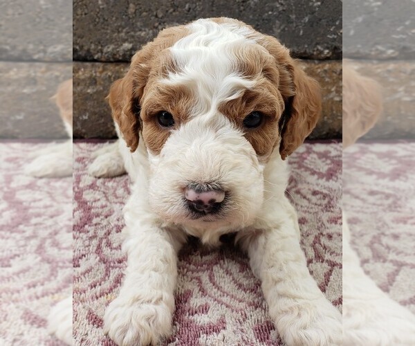 Medium Photo #1  Breeder Profile in MENOMONEE FALLS, WI, USA