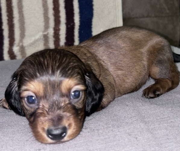 Medium Photo #1  Breeder Profile in LAWRENCEBURG, TN, USA